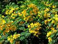 Cassia italica